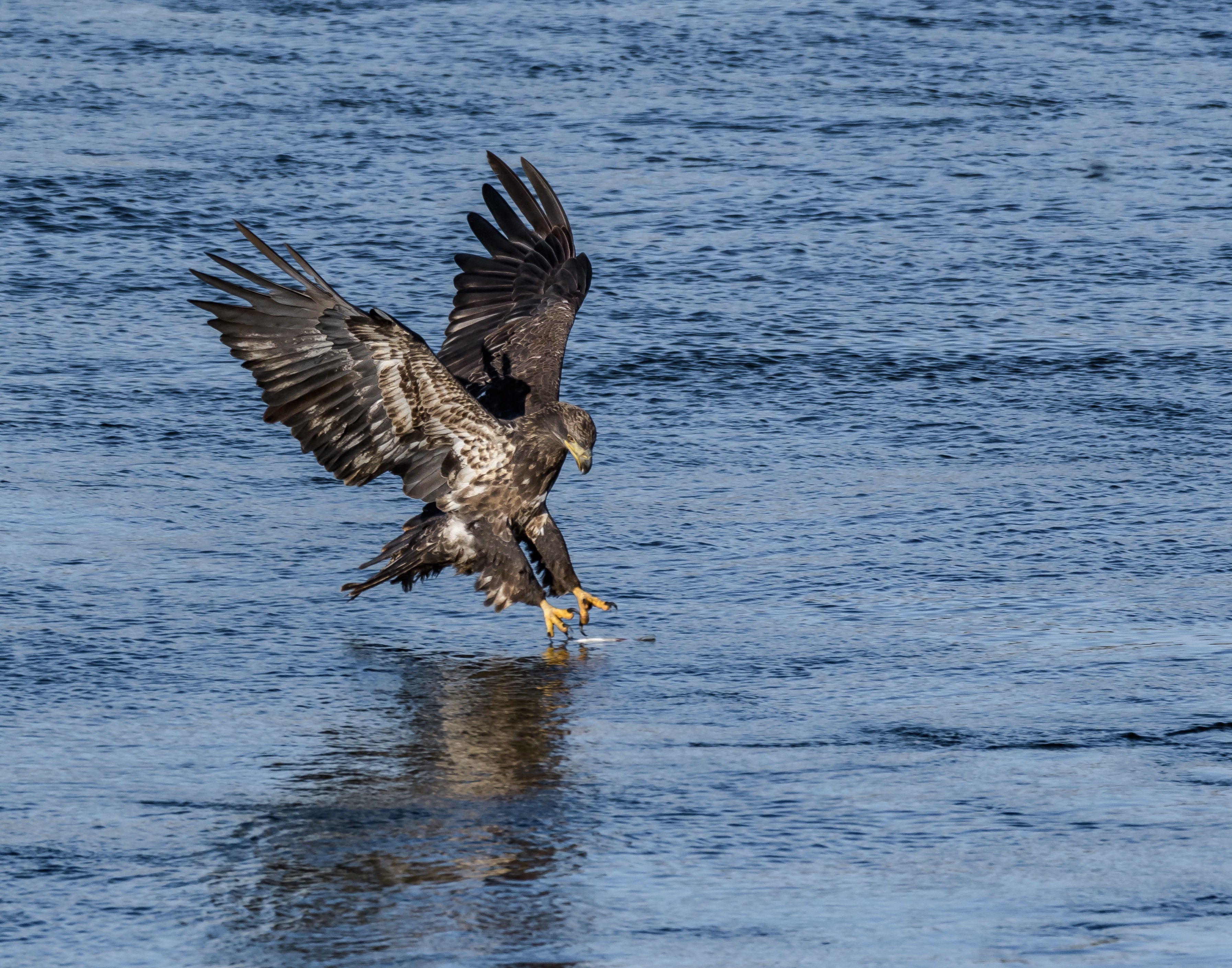 Lake Guntersville State Park’s Eagle Awareness Provides Great Winter
